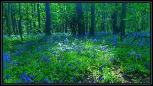 Photo of bluebells in wooded area framed by world under glass